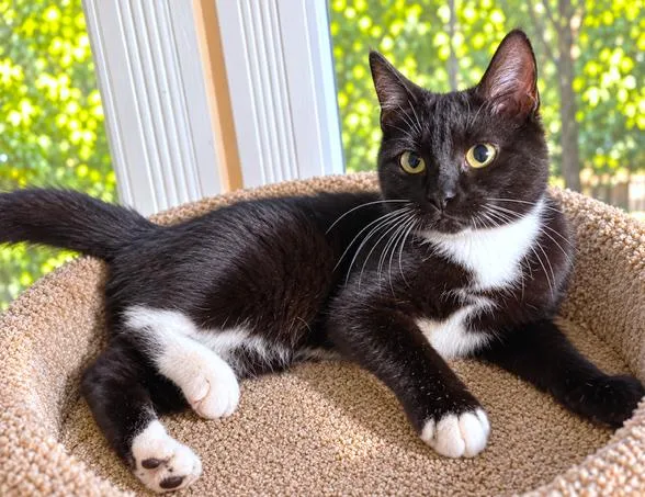 Taylin  Terrific Tuxedo thumbnail 2
