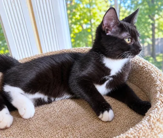 Taylin  Terrific Tuxedo thumbnail 3