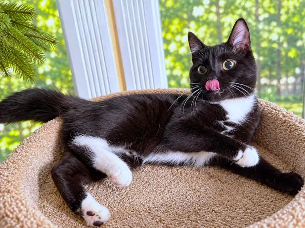 Taylin  Terrific Tuxedo thumbnail 4