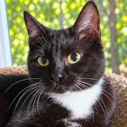 Taylin  Terrific Tuxedo thumbnail 5