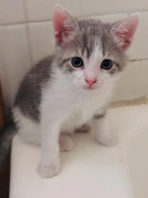 Mercury