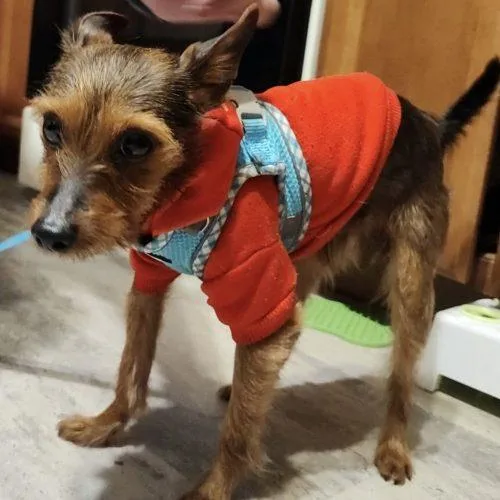 A young small-sized male Terrier dog named Benji for adoption in Verona, NJ