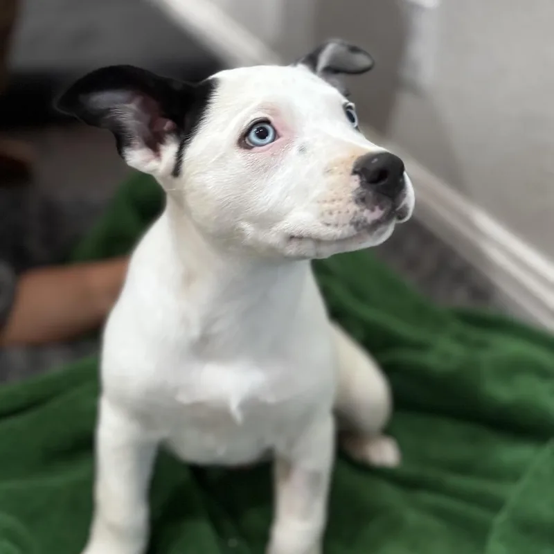 A baby medium-sized female White / Cream American Staffordshire Terrier dog named Dolly for adoption in Spring, TX