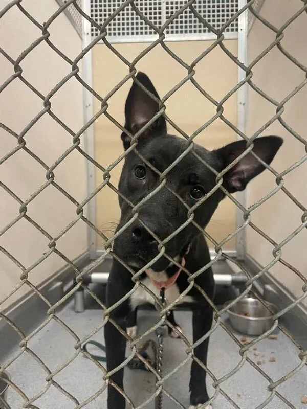 An adult large-sized female Mixed Breed dog named Jose for adoption in Cincinnati, OH