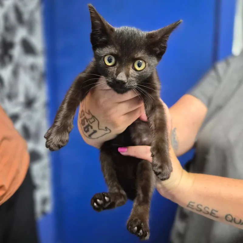 A baby small-sized female Black Domestic Short Hair cat named Elvira for adoption in Wahiawa, HI