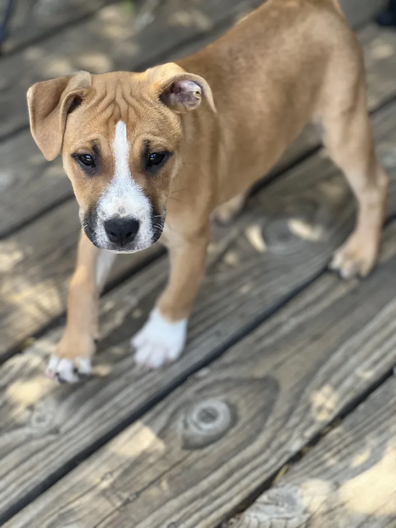 A baby medium-sized male Apricot / Beige Boxer dog named Aspen for adoption in Encino, CA