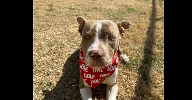 Max Bunny thumbnail 2