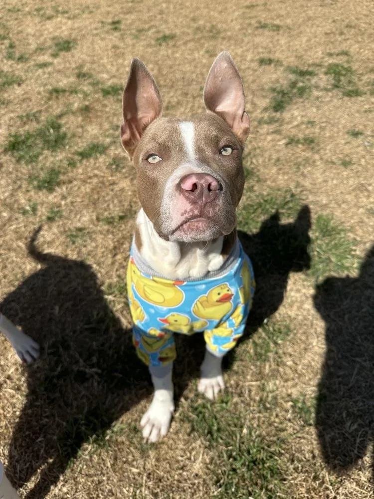 Max Bunny thumbnail 3