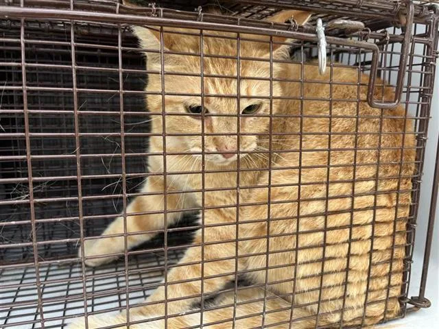 An adult large-sized female Domestic Short Hair cat named Mommas for adoption in Houston, TX
