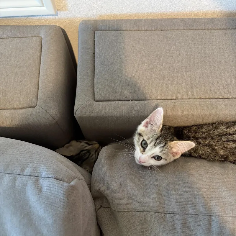 A baby small-sized male White Domestic Short Hair cat named Strike for adoption in Tustin, CA