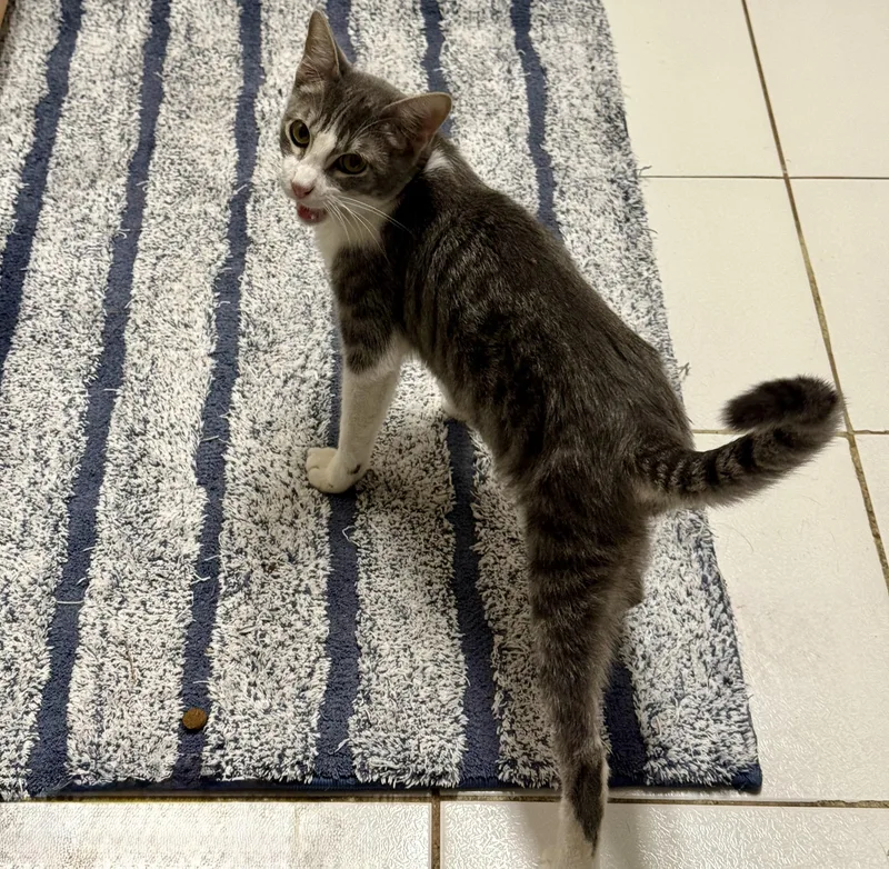 A young medium-sized male Tabby cat named Draco Malfoy for adoption in Houston, TX