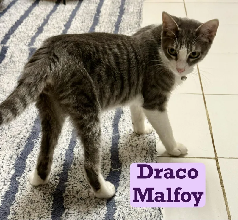 Draco Malfoy thumbnail 3
