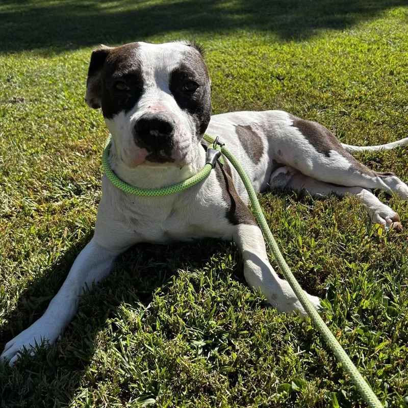 An adult medium-sized male White / Cream Mixed Breed dog named Buster for adoption in Greenville, SC