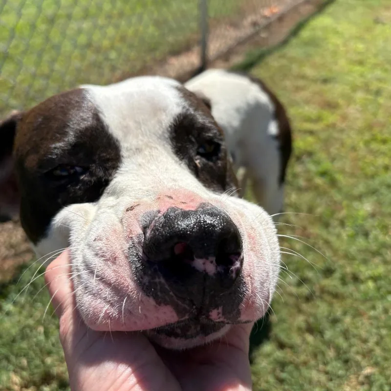 Buster thumbnail 2