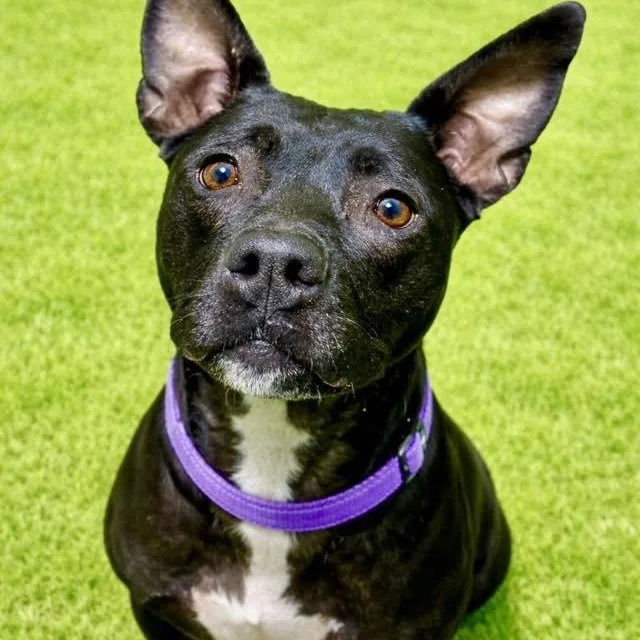 An adult large-sized female Pit Bull Terrier dog named Marsha for adoption in Battle Creek, MI