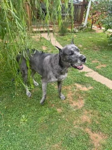 An adult extra large-sized female Merle (Blue) Great Dane dog named Saige for adoption in New Castle, PA