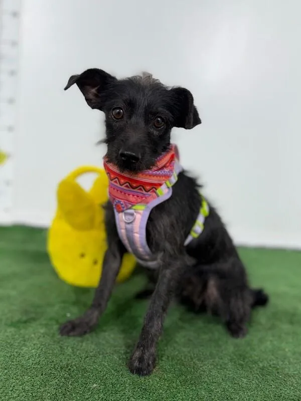 A young small-sized female Black Schnauzer dog named Clarita for adoption in Carlsbad, CA