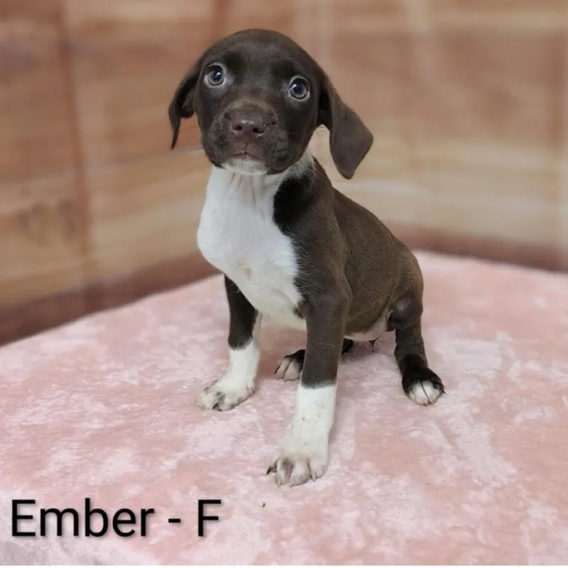 A baby medium-sized female Brown / Chocolate Labrador Retriever dog named Ember for adoption in Griswold, CT