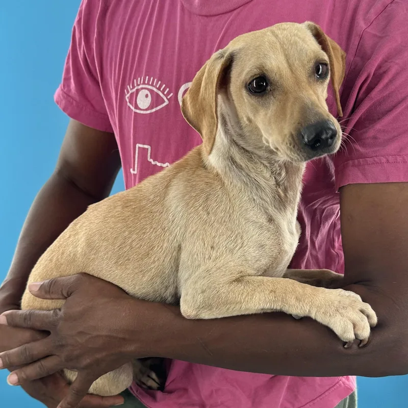 A young medium-sized female Yellow / Tan / Blond / Fawn Labrador Retriever dog named Gracie Local August for adoption in Brookshire, TX