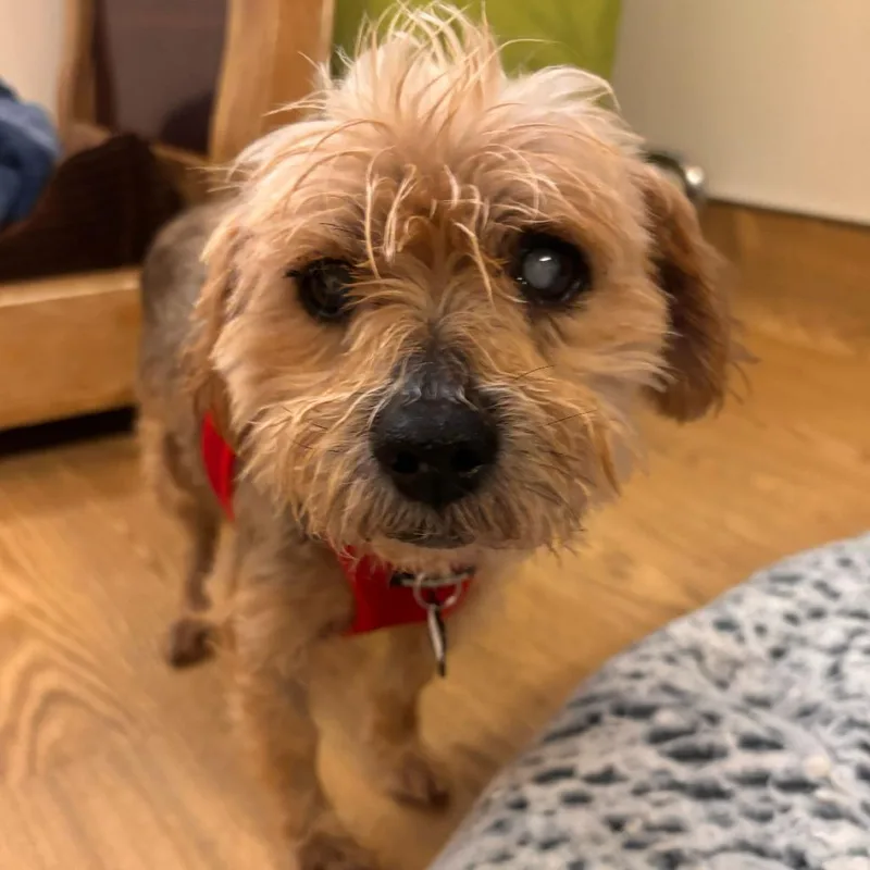 Alf thumbnail 3