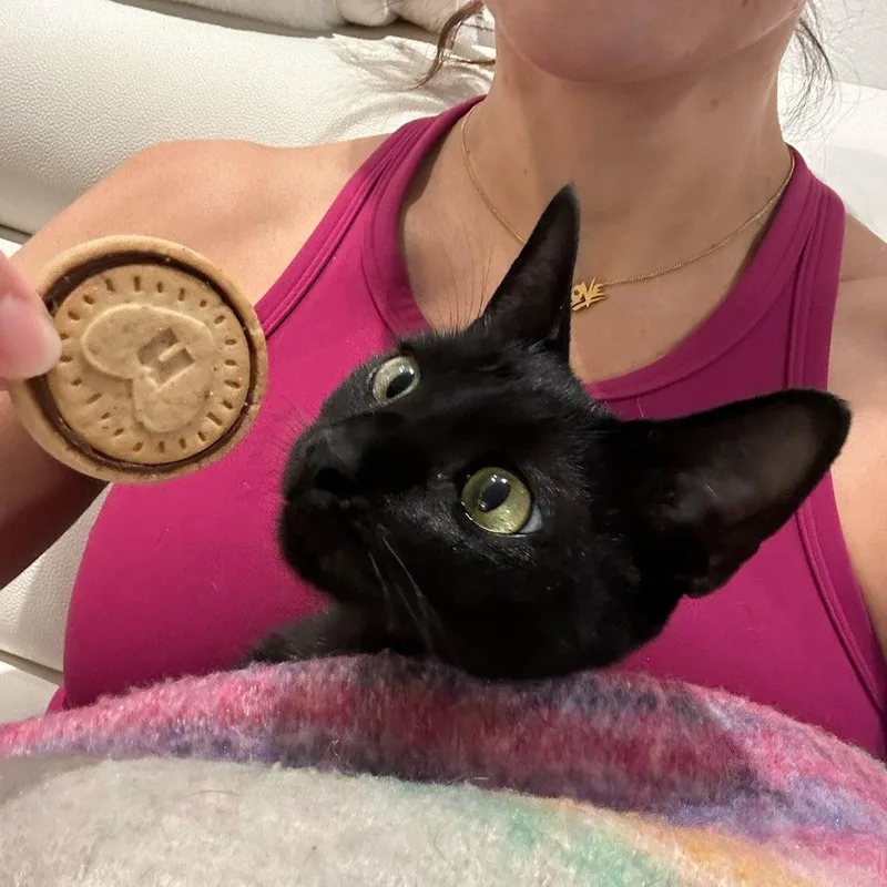 A baby small-sized female Black Domestic Short Hair cat named Miss Stella for adoption in Boca Raton, FL