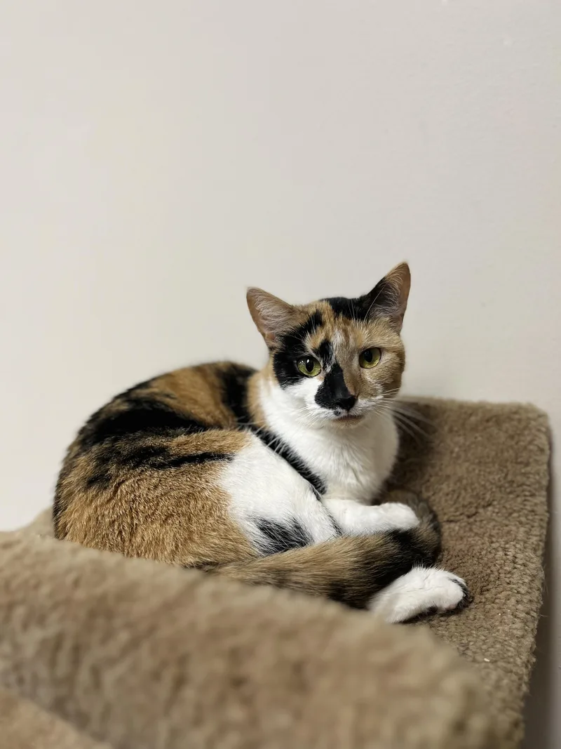 An adult medium-sized female Domestic Short Hair cat named Jasmine for adoption in Toledo, OH
