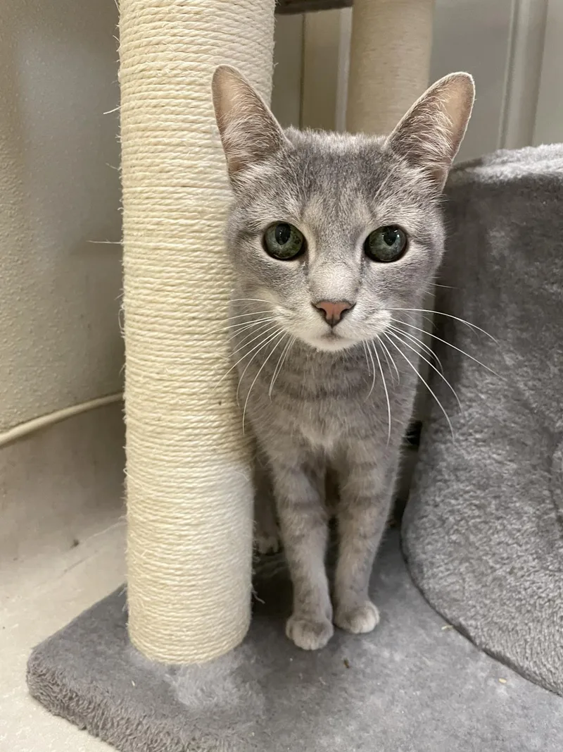 A senior medium-sized female Domestic Short Hair cat named Lizzie for adoption in Beacon, NY