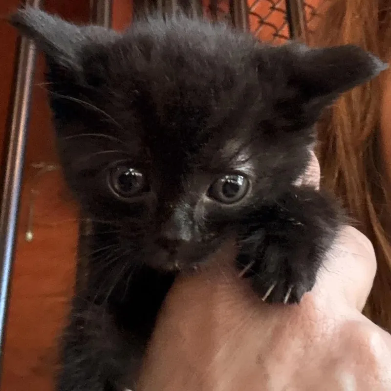 A baby small-sized female Domestic Short Hair cat named Chocolate Chip for adoption in Richland, MI