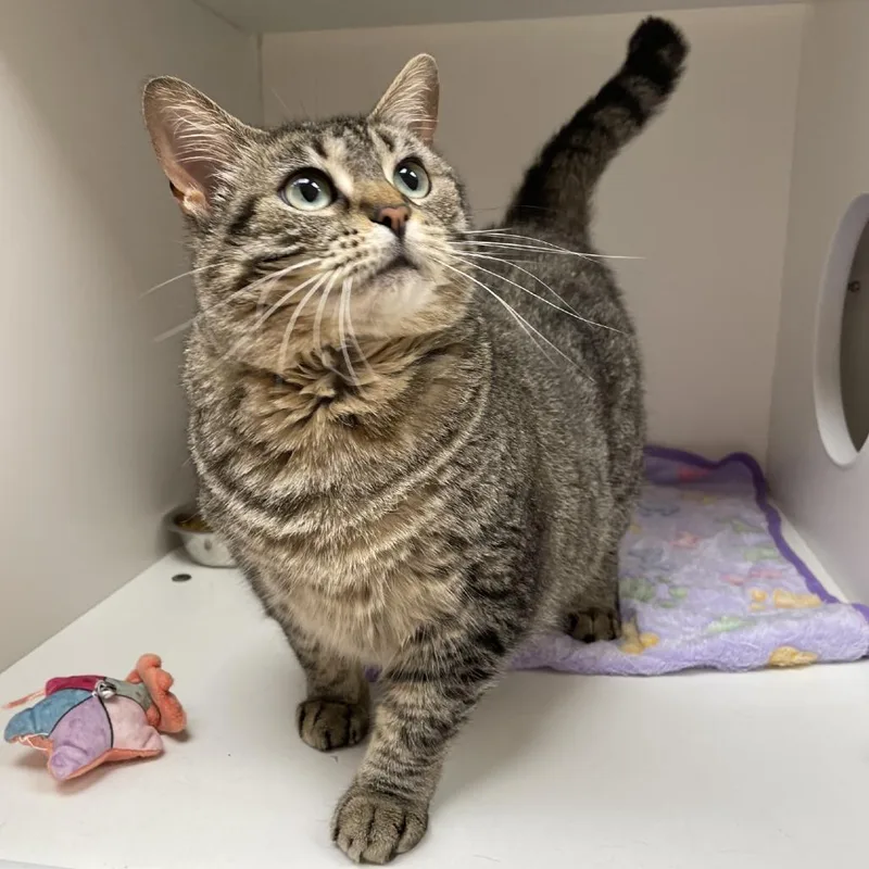 An adult large-sized female Brown / Chocolate Domestic Short Hair cat named Lil Girl for adoption in Champaign, IL