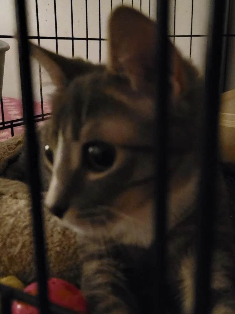 Penny thumbnail 2