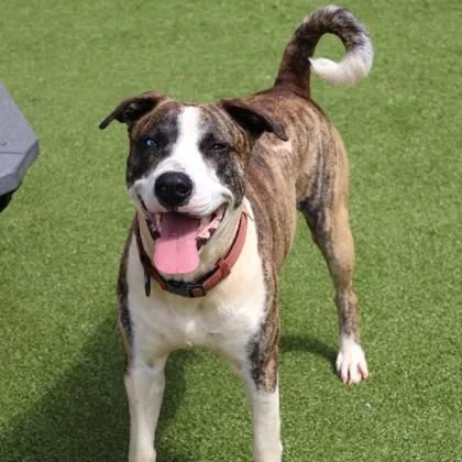 An adult large-sized male Mixed Breed dog named Biggie for adoption in Athens, GA