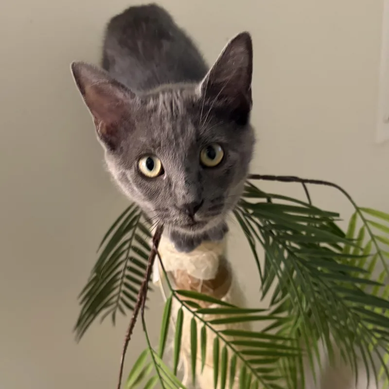 A baby small-sized female Russian Blue cat named Sparkle for adoption in Orange, CA
