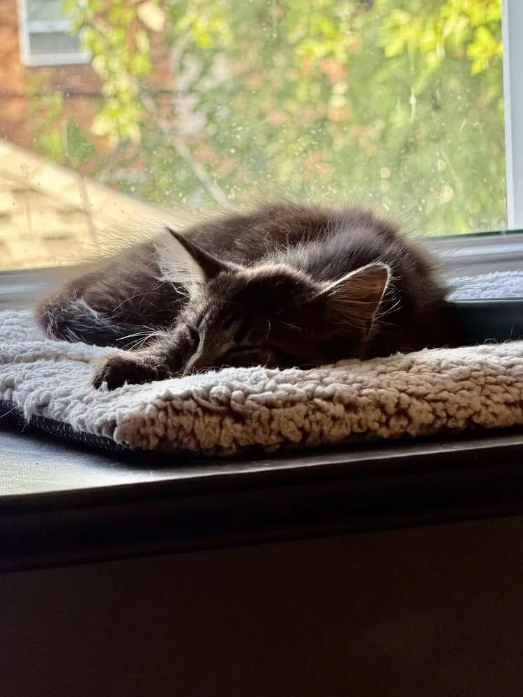 A baby medium-sized male Domestic Medium Hair cat named Dali aka Dolly for adoption in Ferndale, MI