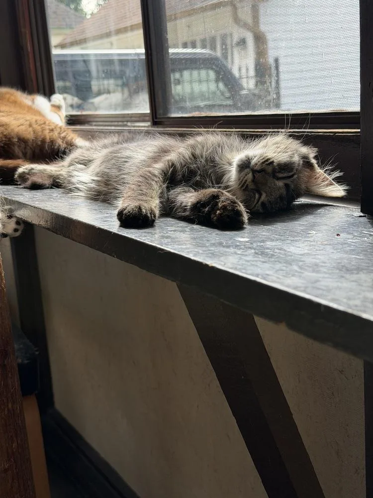 Dali aka Dolly thumbnail 2