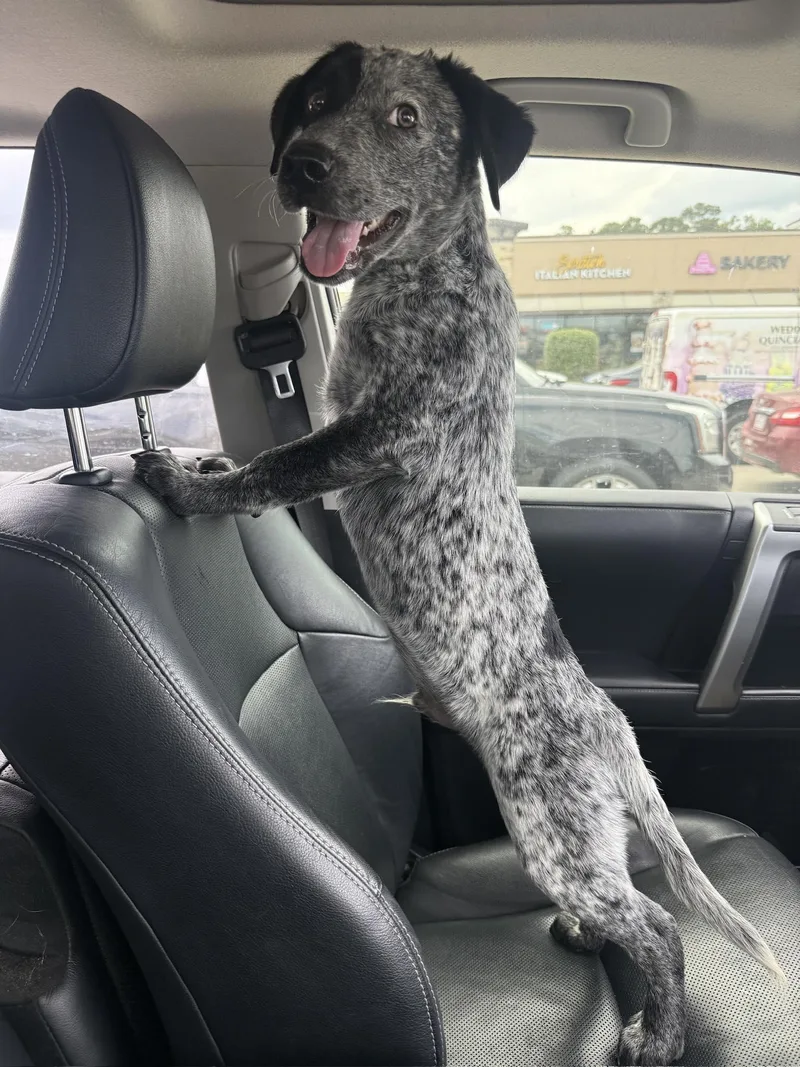 A baby medium-sized male Australian Cattle Dog / Blue Heeler dog named Rex for adoption in Houston, TX