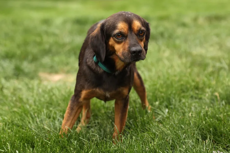 Sir Callahan Short Tail