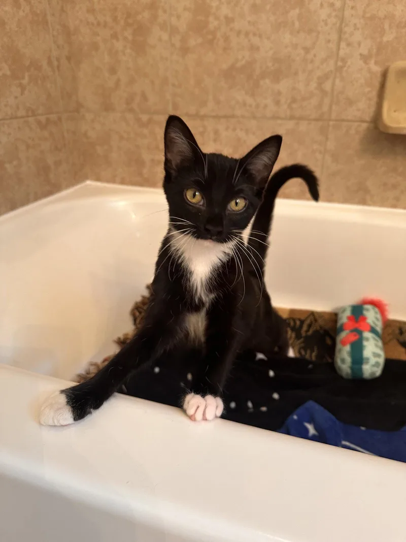A baby medium-sized female Black & White / Tuxedo Tuxedo cat named Soft Paws for adoption in MONTGOMERY, TX