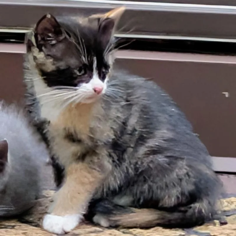 A baby small-sized female Domestic Medium Hair cat named SCHUStray for adoption in Ringtown, PA