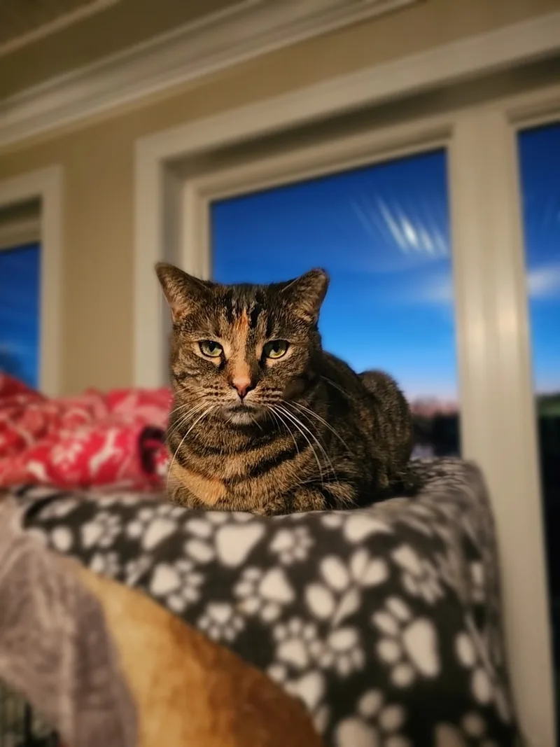 Holly Berry & Shirley thumbnail 3