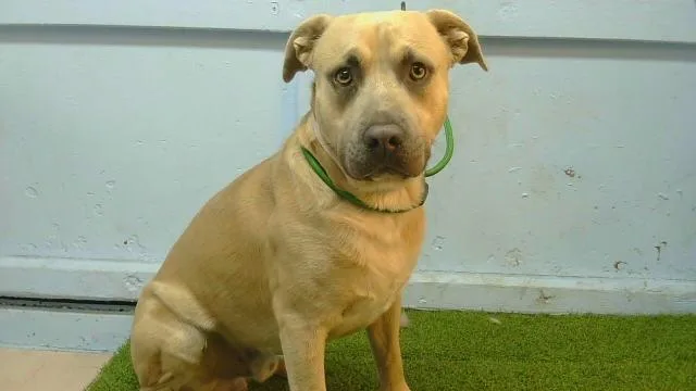 A young medium-sized male Pit Bull Terrier dog named Oatmeal for adoption in Gardena, CA