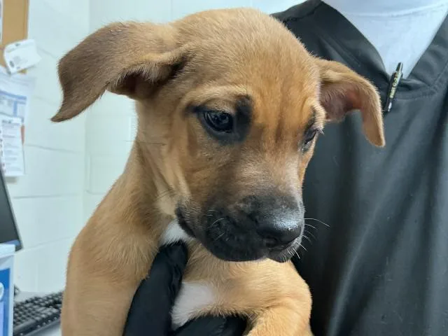 A baby small-sized female Mastiff dog named Luna for adoption in San Bernardino, CA