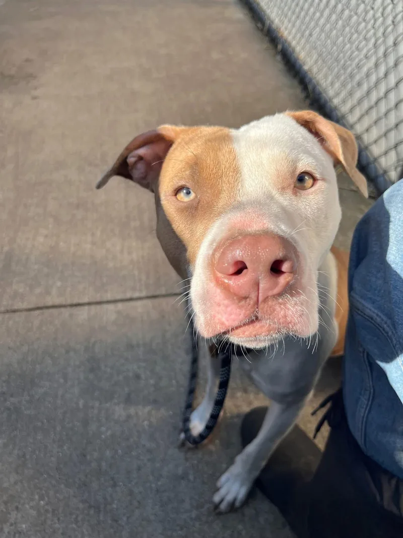 An adult medium-sized female Brown / Chocolate Pit Bull Terrier dog named Senorita for adoption in Chicago, IL