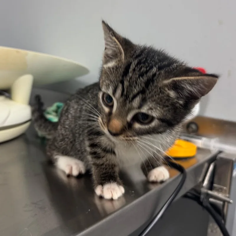 A baby small-sized female Gray / Blue / Silver Domestic Short Hair cat named Leopard for adoption in Columbus, GA