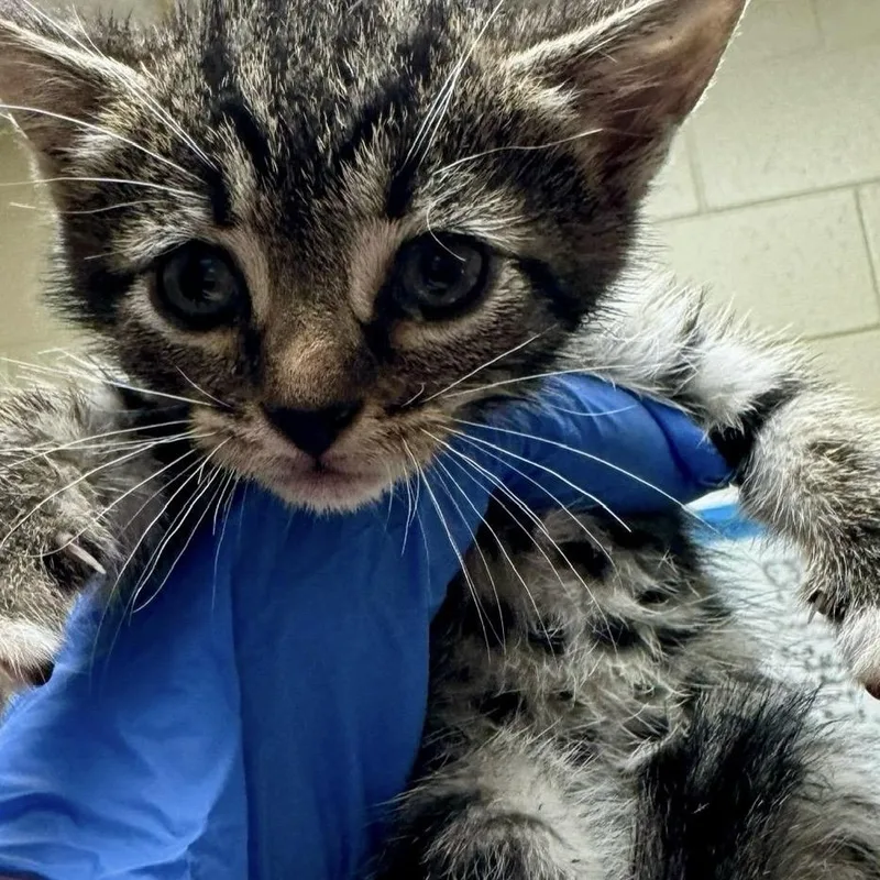 Leopard thumbnail 2