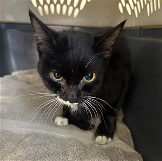 A young small-sized female Domestic Short Hair cat named Morticia for adoption in Louisville, KY