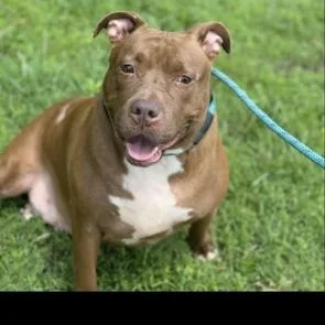 An adult large-sized female Red / Chestnut / Orange American Bully dog named Sandy for adoption in CUMMING, GA
