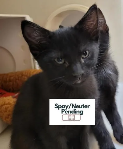 A baby small-sized male Domestic Short Hair cat named Espersso for adoption in Kalispell, MT