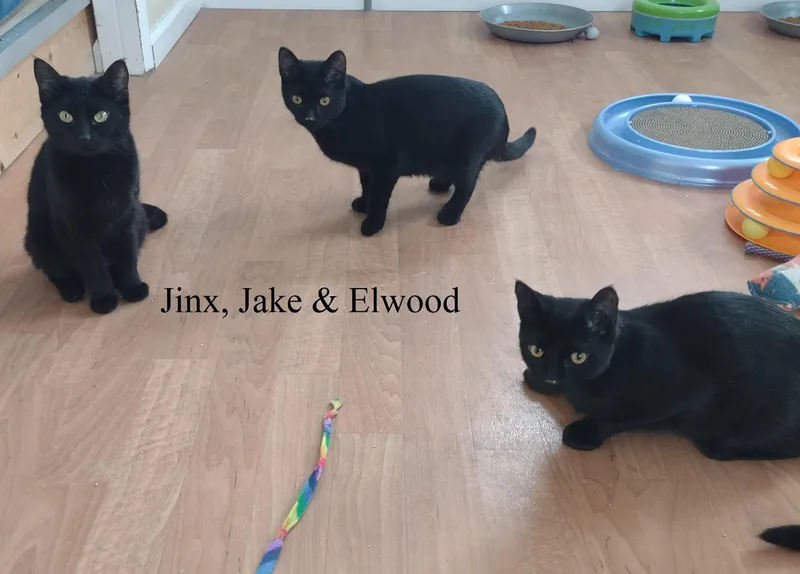 Jake Mews thumbnail 3