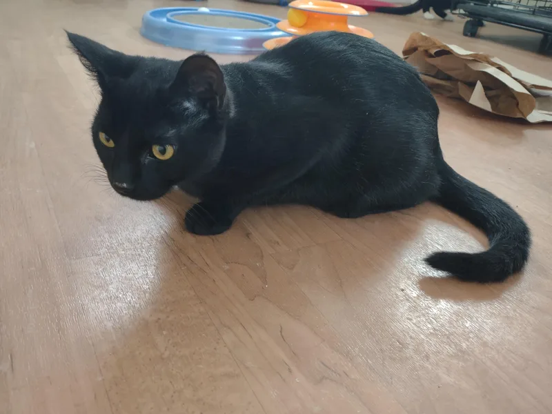 Jake Mews thumbnail 4