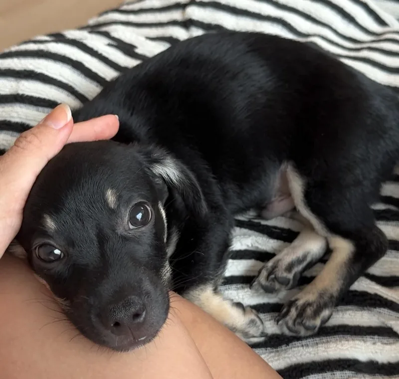 A baby small-sized male Bicolor Chihuahua dog named Maui for adoption in Brooklyn, NY